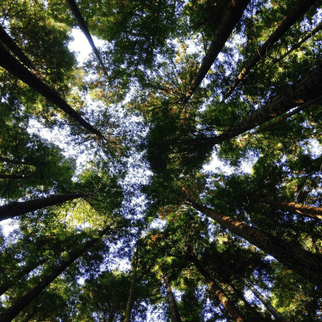 Lab Sustainability 101: Green Practices for Modern Science